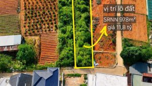 Bán Đất An Bình Đà Lạt – 978m², Ngang 8,8m Nở Hậu 11,2m, View Đồi Thông, Giá 11,8 Tỷ