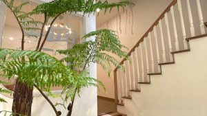 Bán Khách Sạn Mimi Mặt Tiền Đoàn Thị Điểm Đà Lạt – 78,18m², 6 Phòng Ngủ, Giá 16 Tỷ